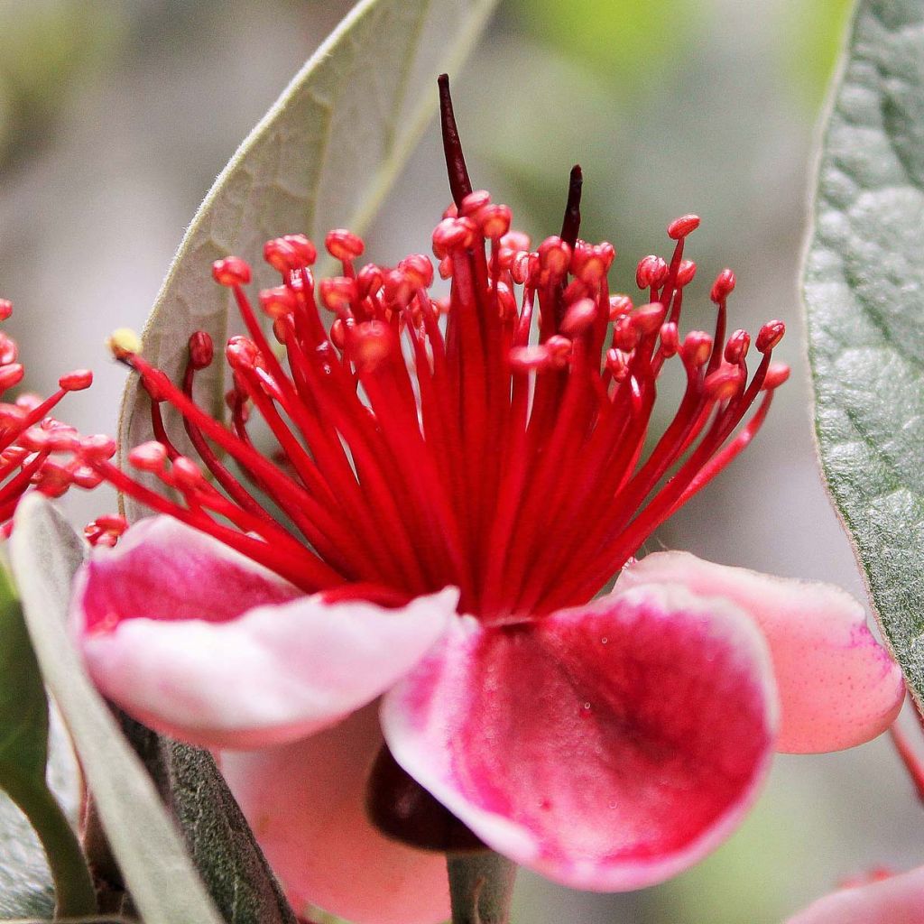 Feijoa - Acca sellowiana - Goyavier du Brésil