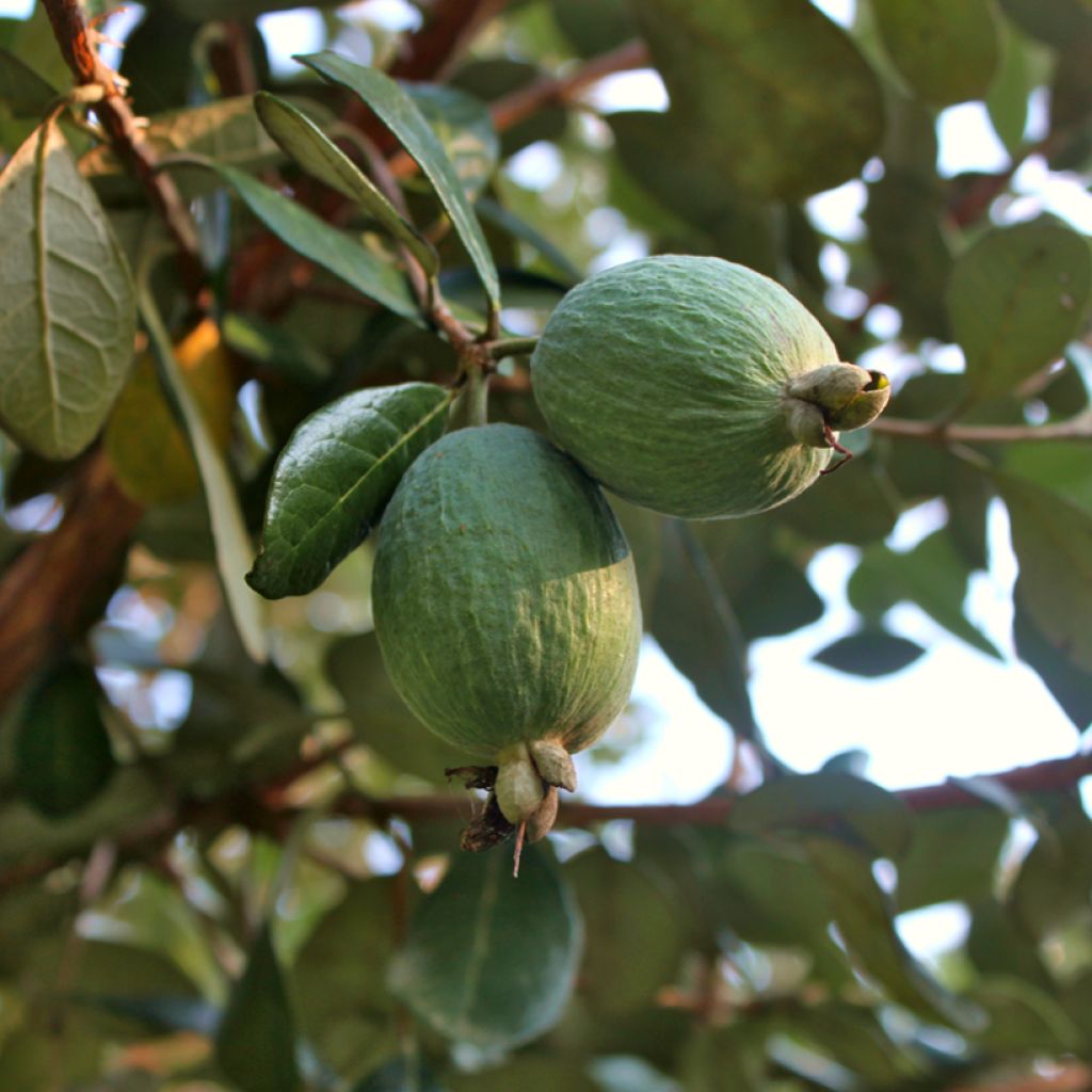 Feijoa ou Acca sellowiana Triumph - Goyavier du Brésil