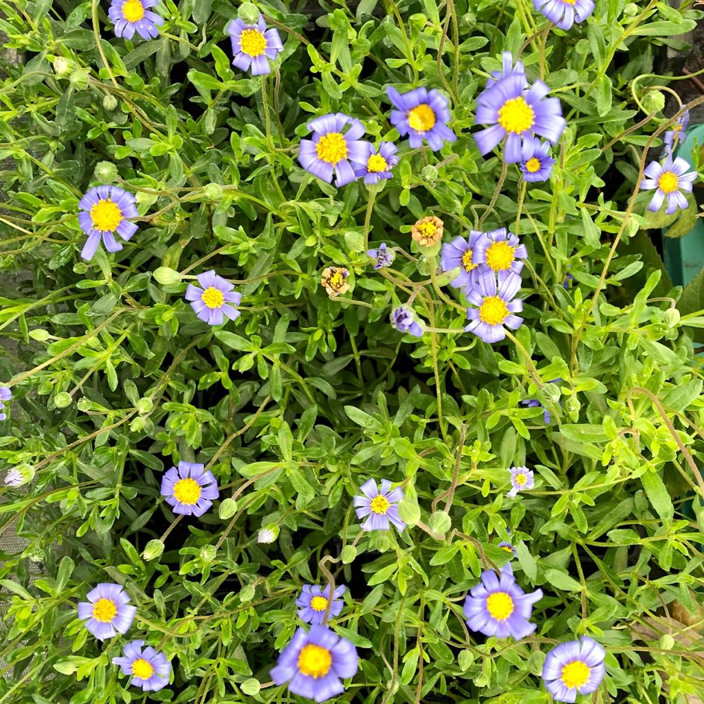 Felicia amelloides - Aster du Cap