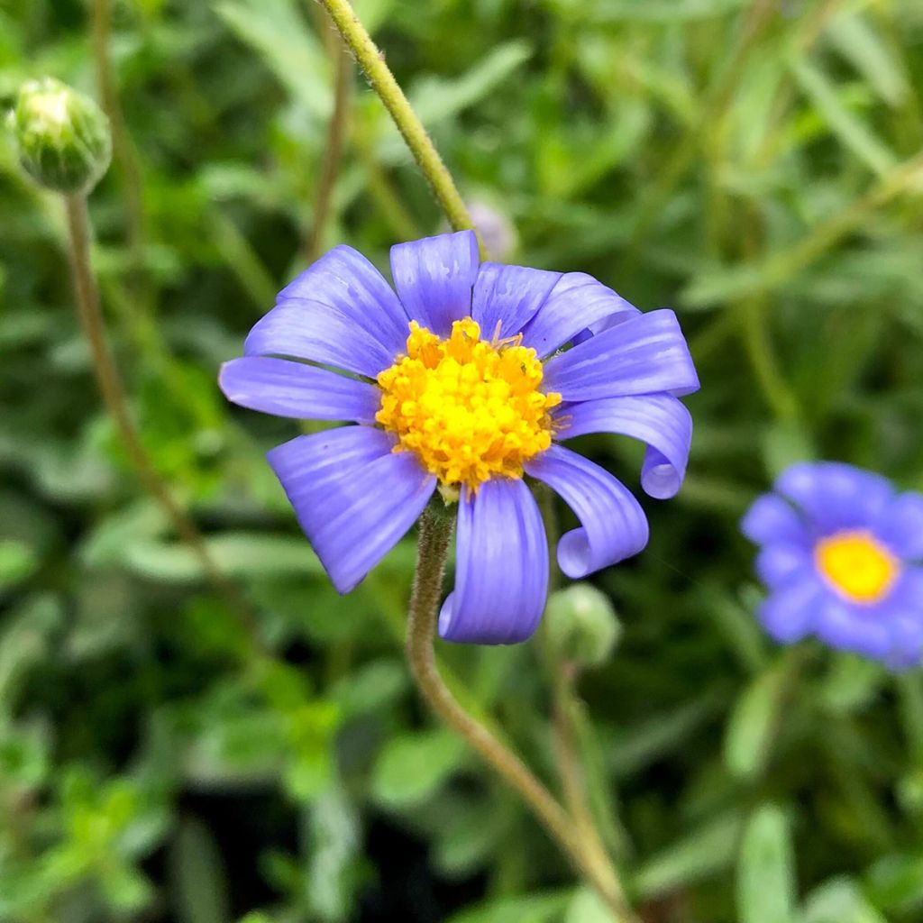 Felicia amelloides - Aster du Cap