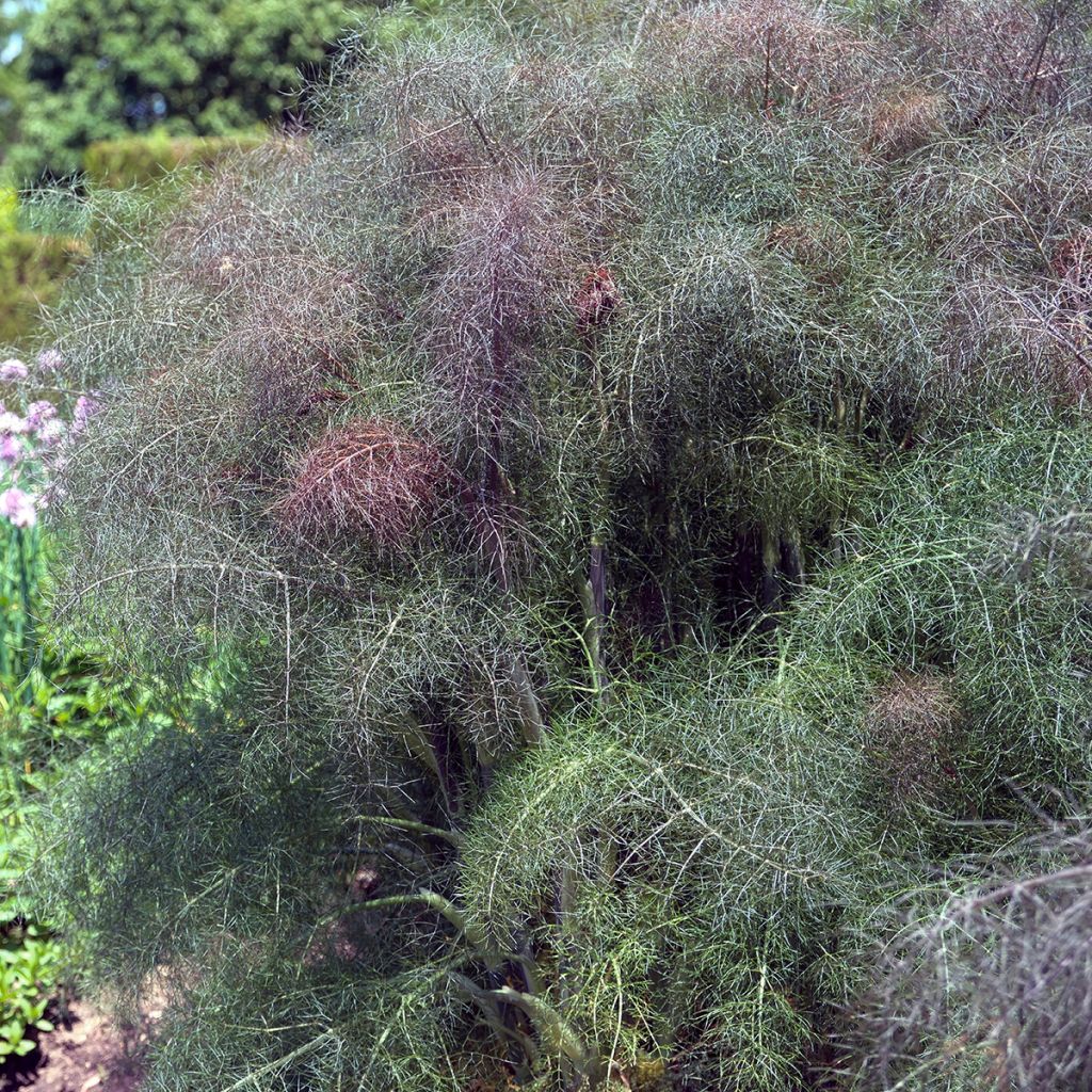 Organic Bronze Fennel - Ferme de Sainte Marthe seeds - Foeniculum dulce