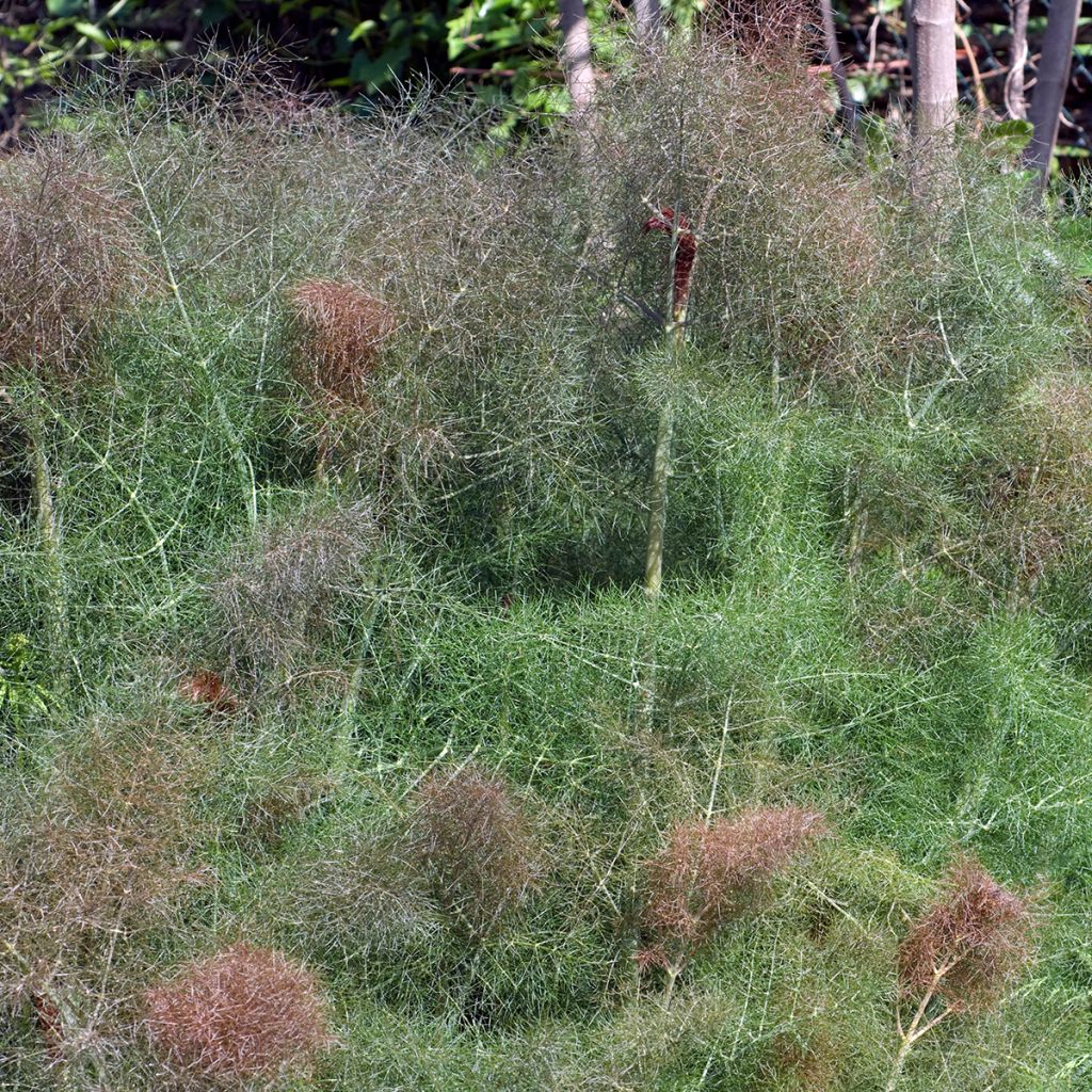 Foeniculum vulgare Giant Bronze - Bronze Fennel