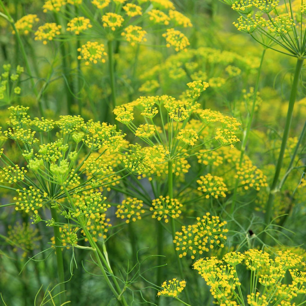 Foeniculum vulgare