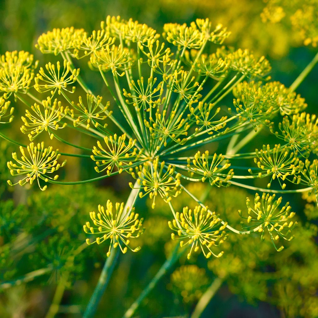 Foeniculum vulgare