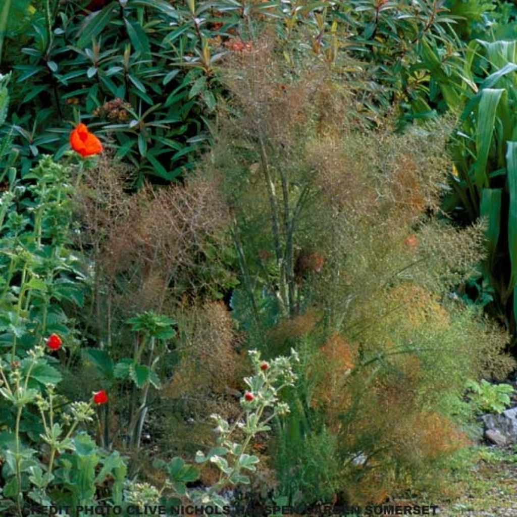 Fenouil, Foeniculum vulgare Giant Bronze