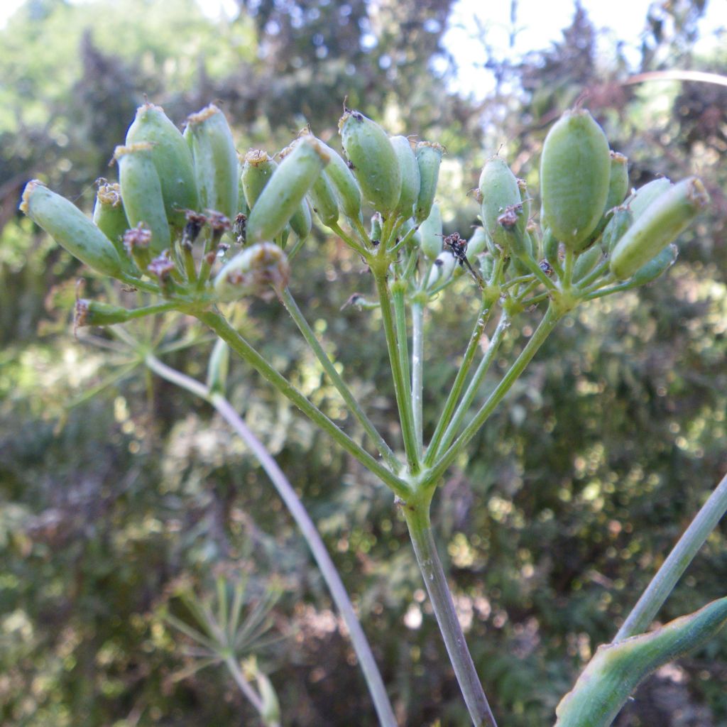 Ferula communis, Férule