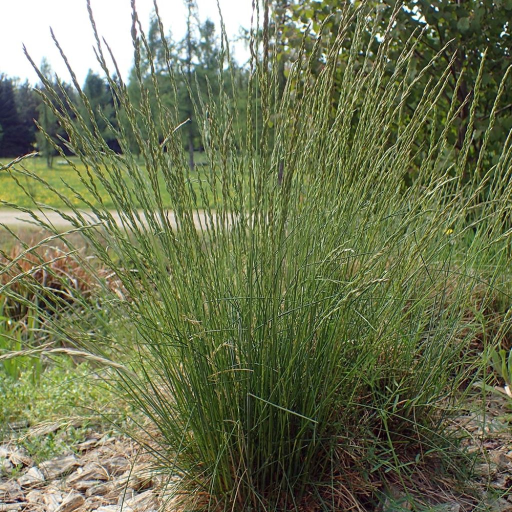 Fétuque des moutons - Festuca ovina