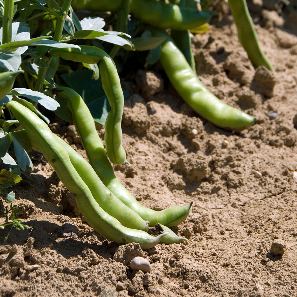 Broad Bean Aguadulce