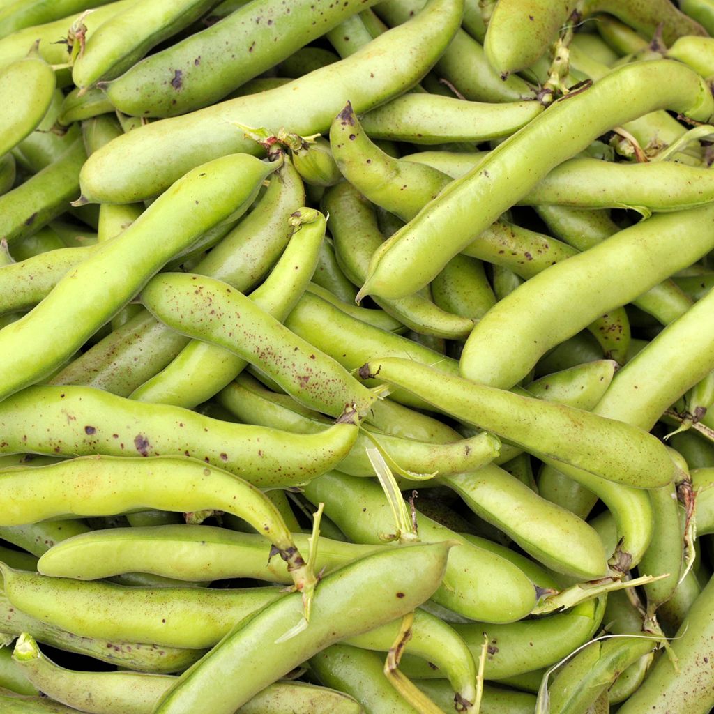 Broad bean Bunyards Exhibition