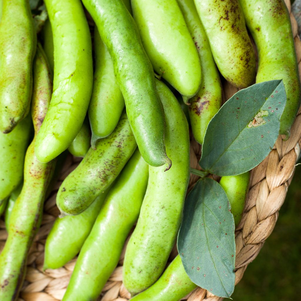 Broad bean Crimson Flowered