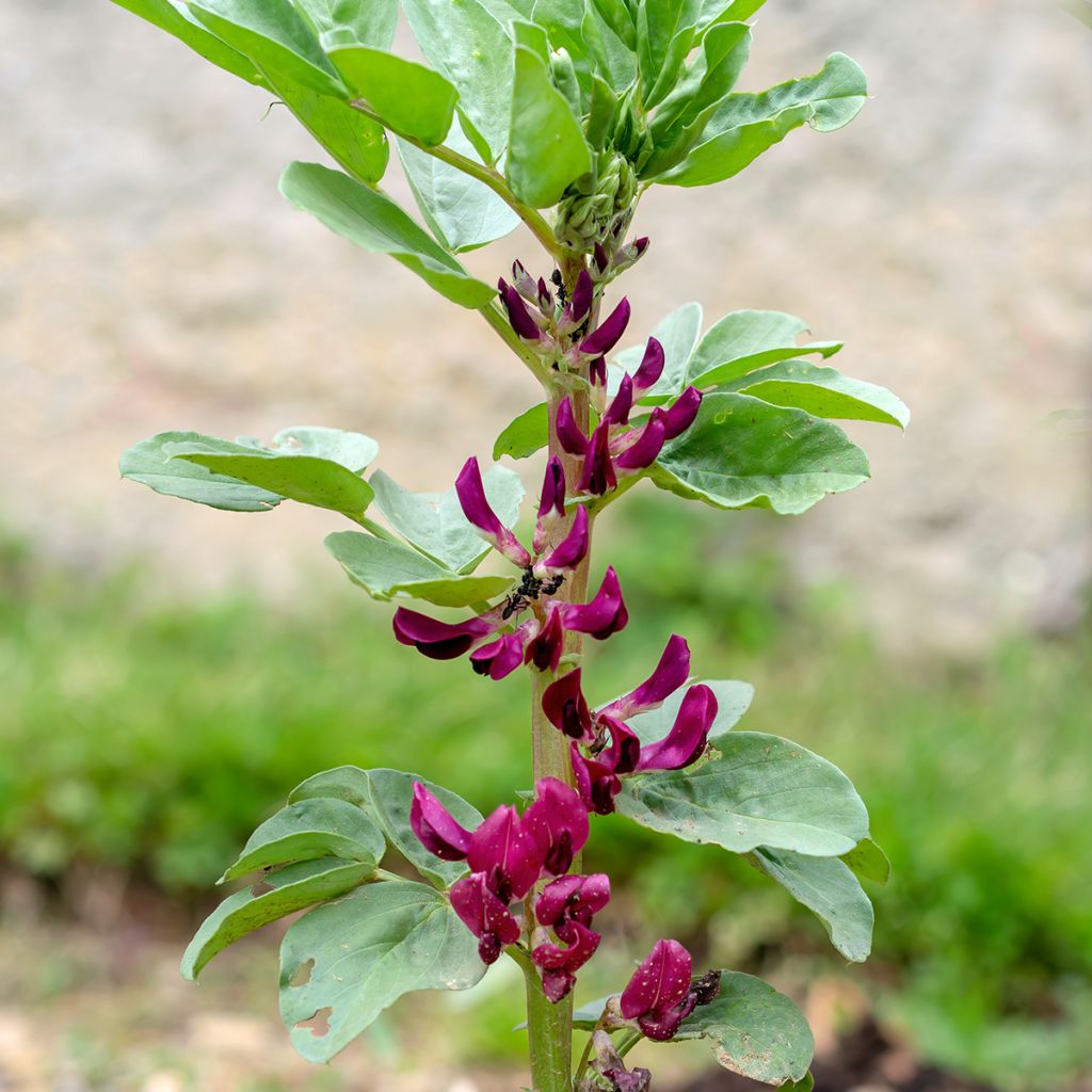 Broad bean Crimson Flowered