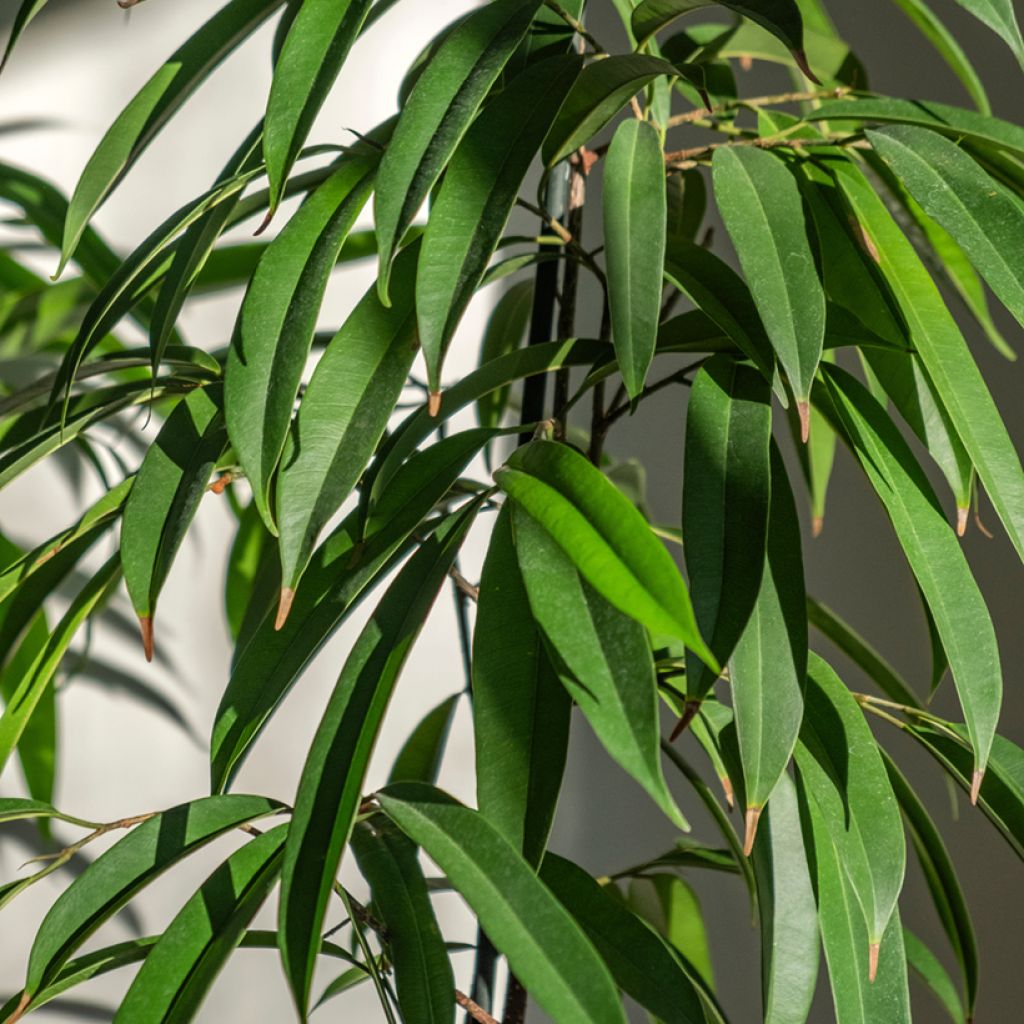 Ficus Alii - Narrow-leaf fig