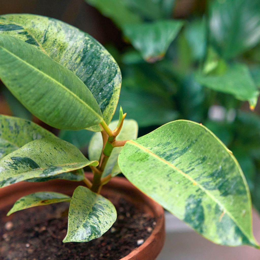 Ficus elastica Shivereana - Rubber plant