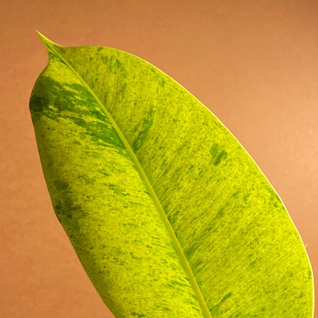 Ficus elastica Shivereana - Rubber plant