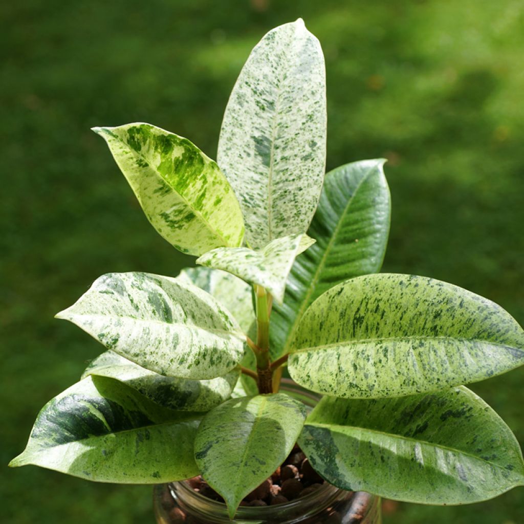 Ficus elastica Shivereana - Rubber plant
