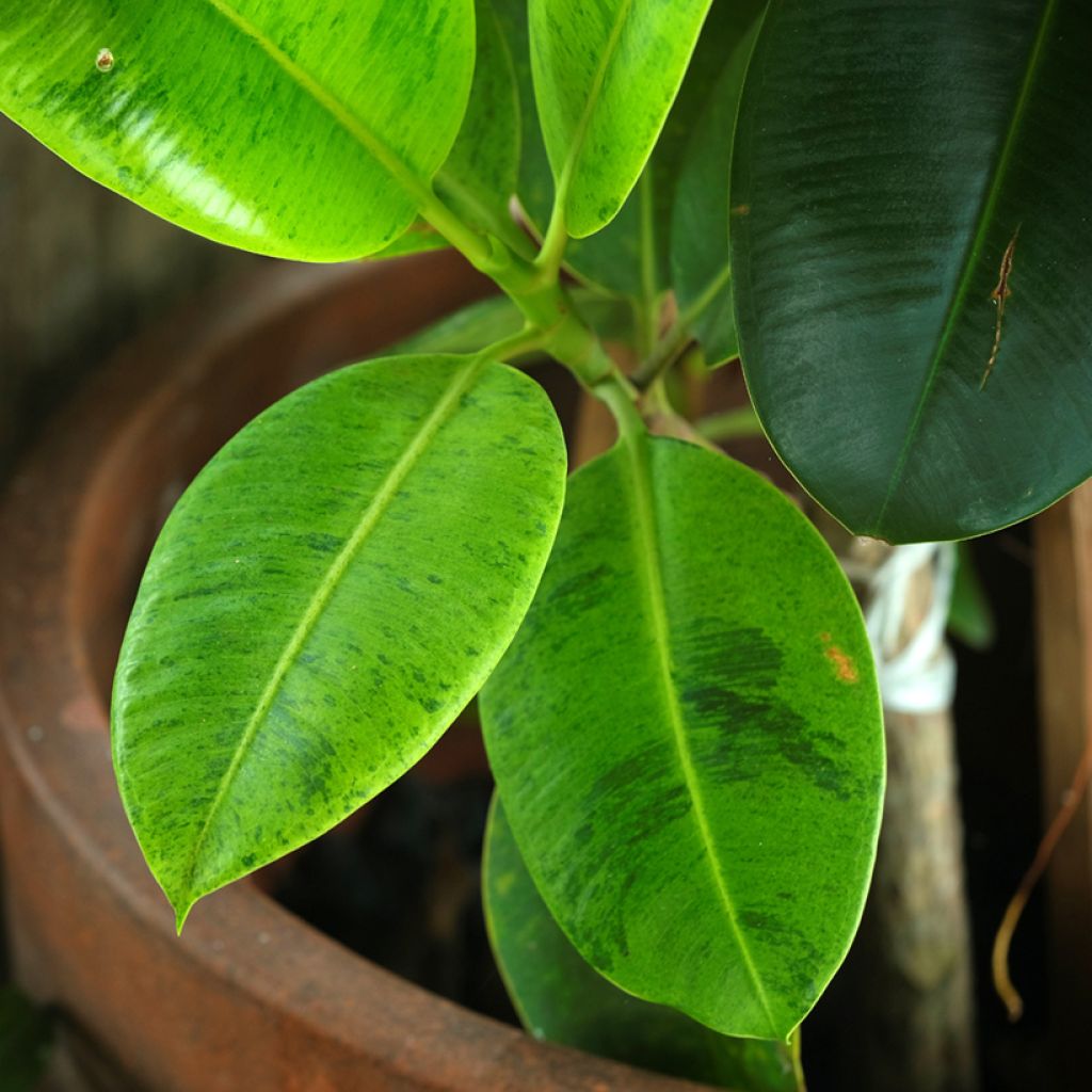 Ficus elastica Shivereana - Rubber plant