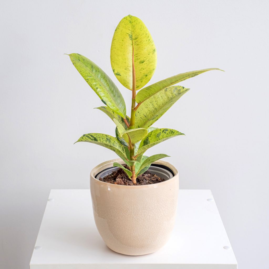 Ficus elastica Shivereana - Rubber plant