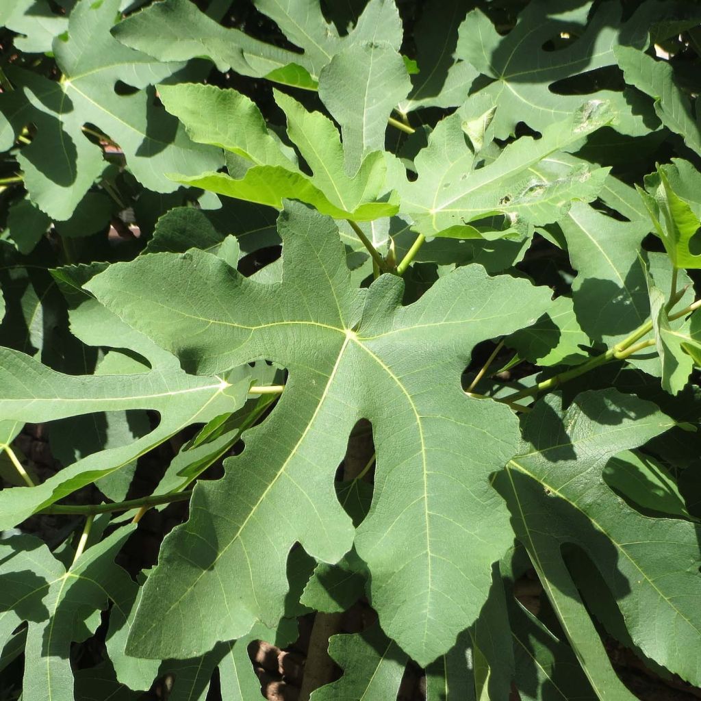 Ficus carica Gustissimo Perretta