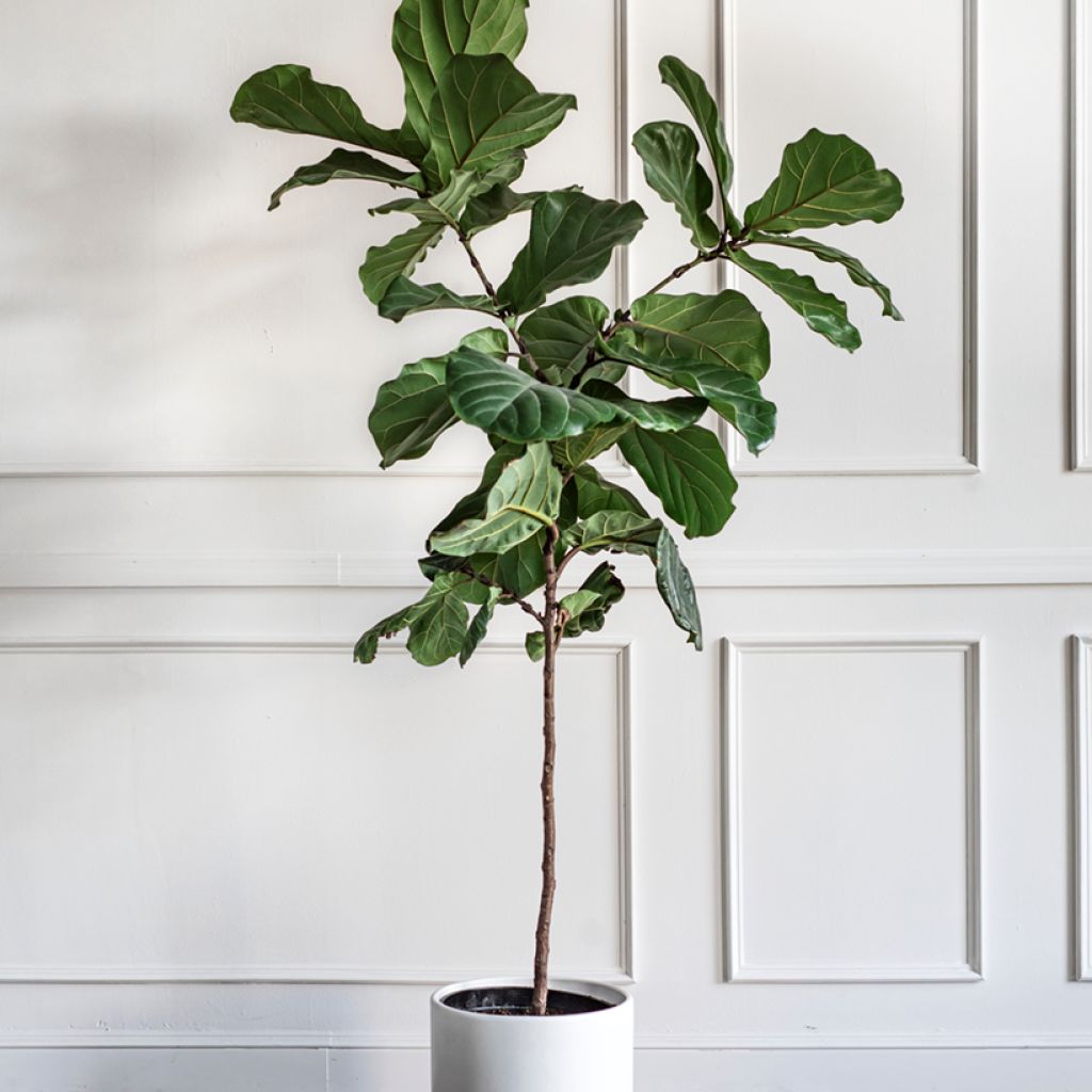 Ficus lyrata - Fiddle-leaf fig