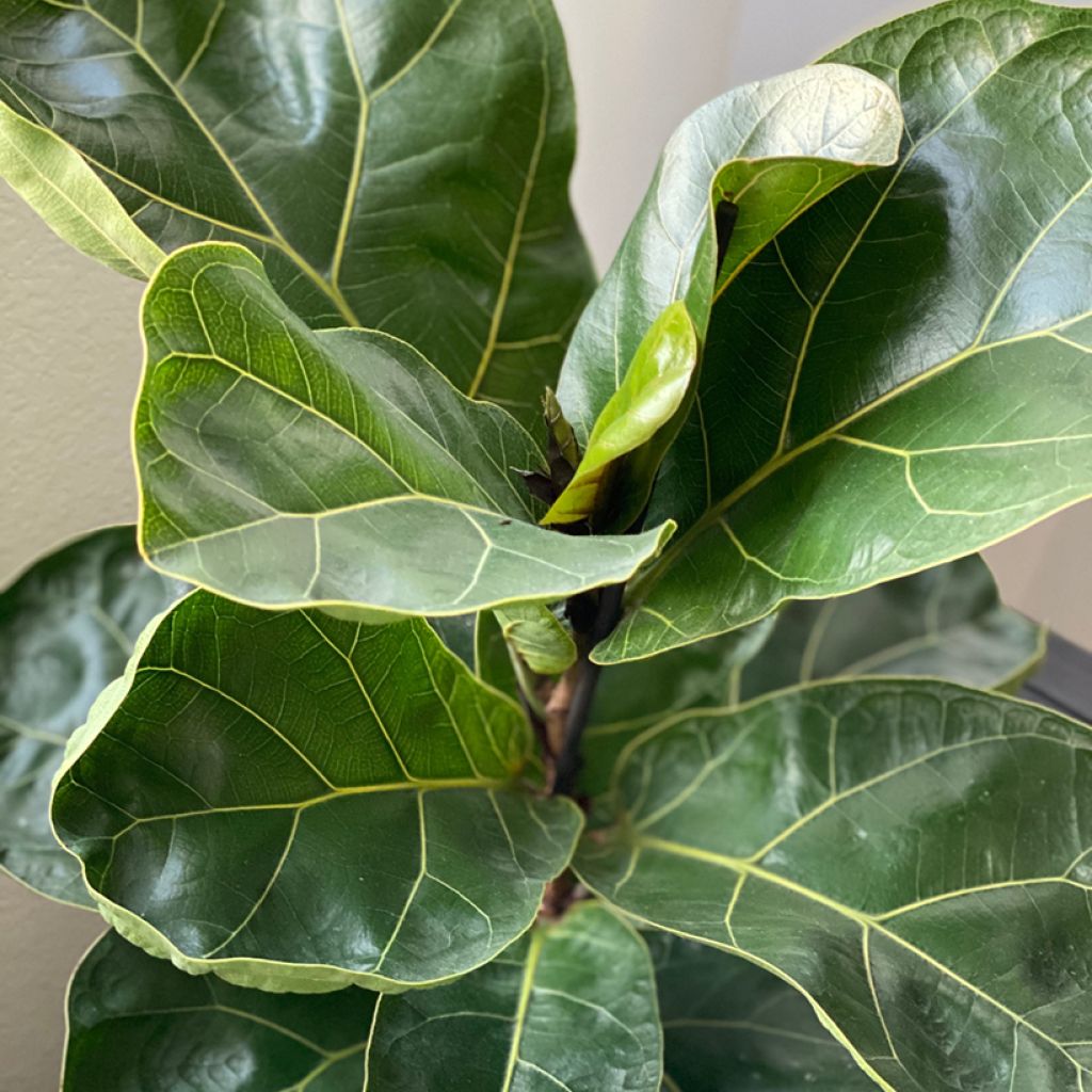 Ficus lyrata - Fiddle-leaf fig