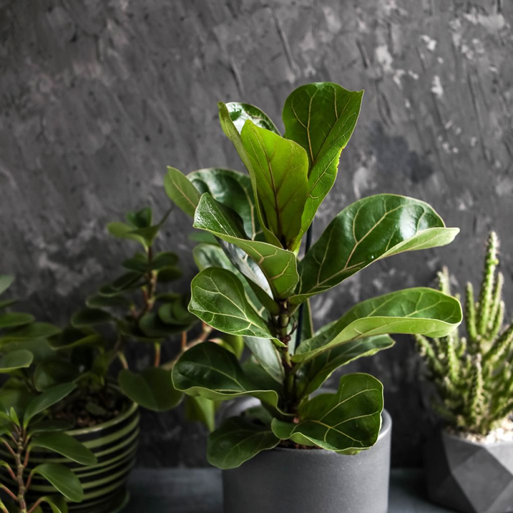 Ficus lyrata - Fiddle-leaf fig