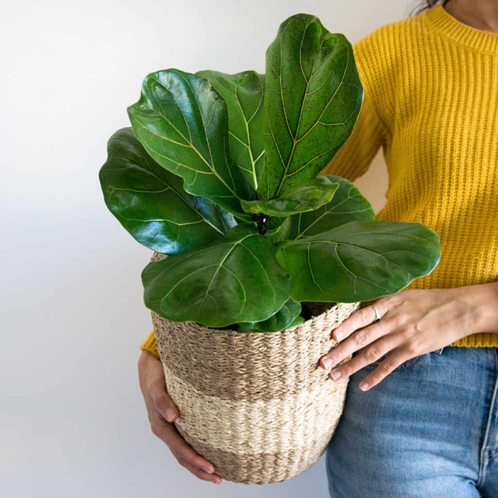 Ficus lyrata - Fiddle-leaf fig
