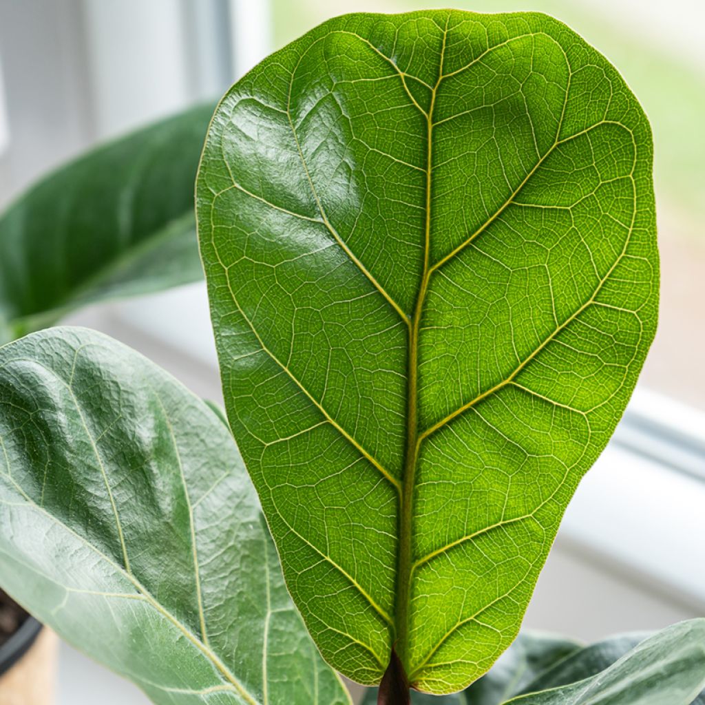 Ficus lyrata - Fiddle-leaf fig