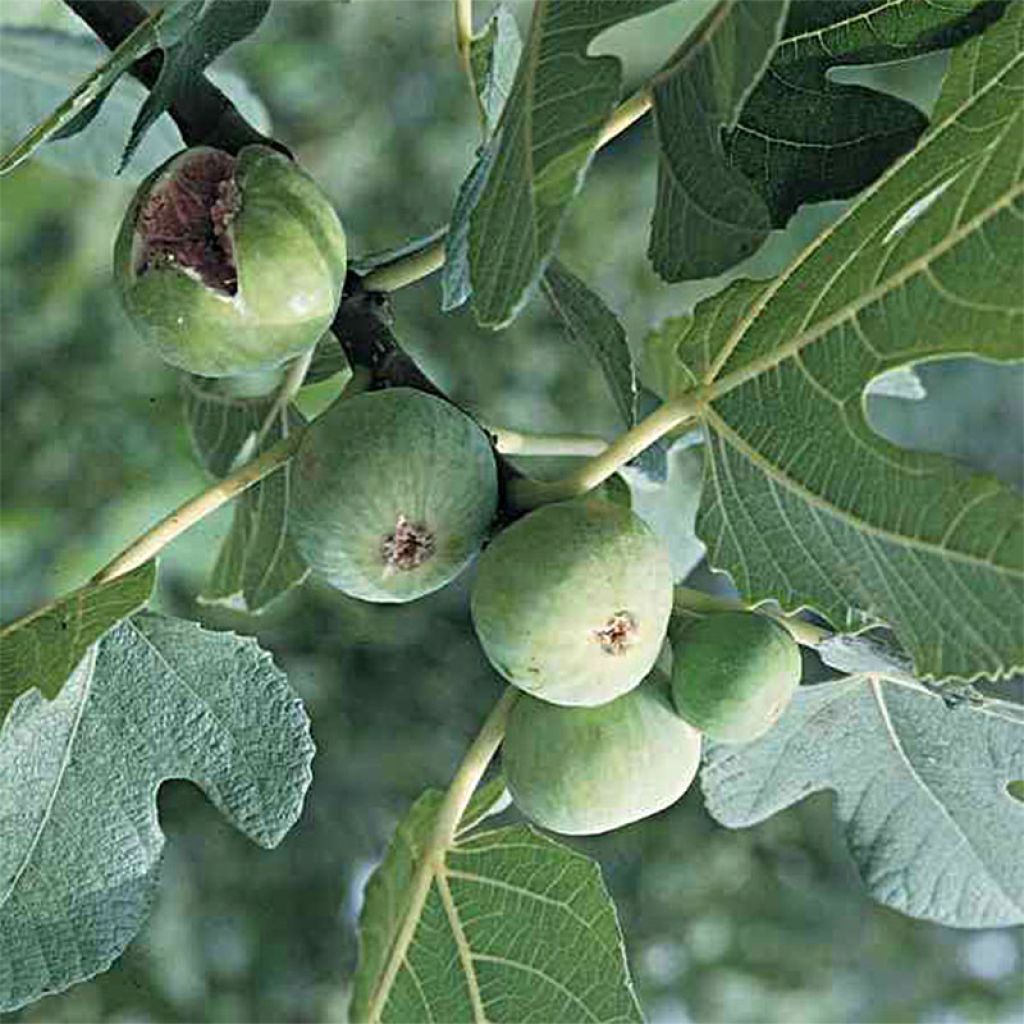 Figuier Blanquette - Marseillaise - Ficus carica