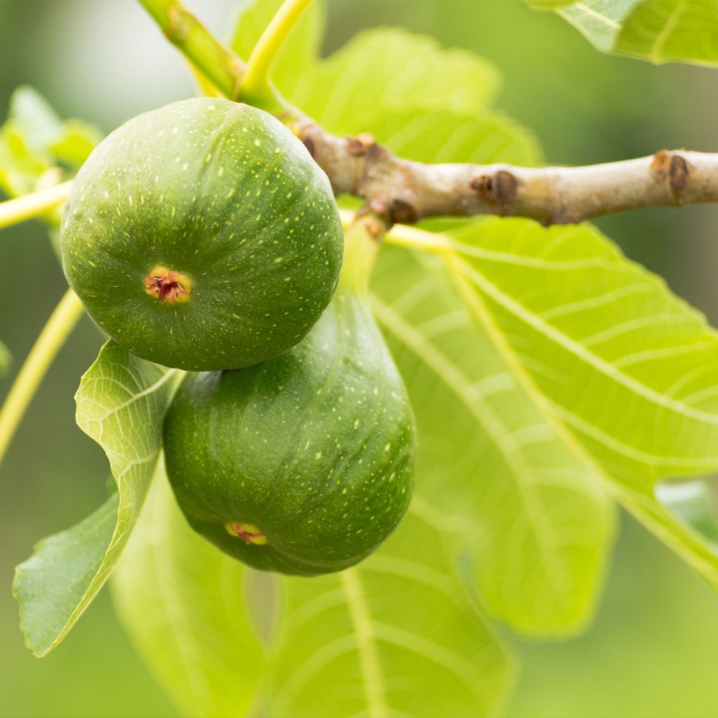 Figuier Jannot - Ficus carica 