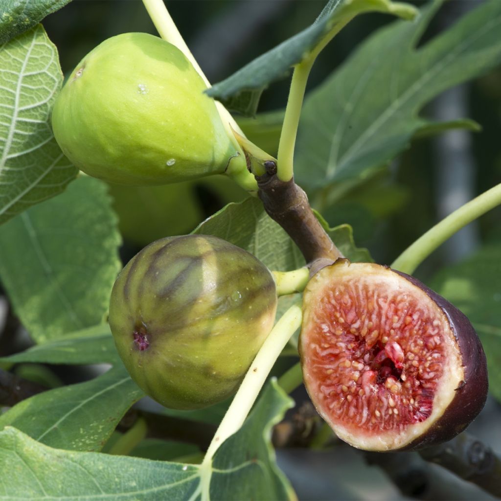 Figuier Violette Dauphine - Ficus carica