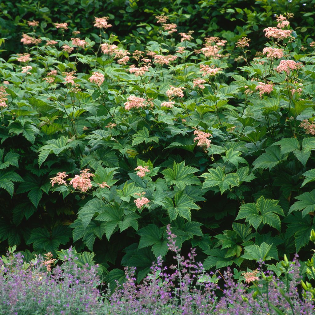 Filipendula camtschatica