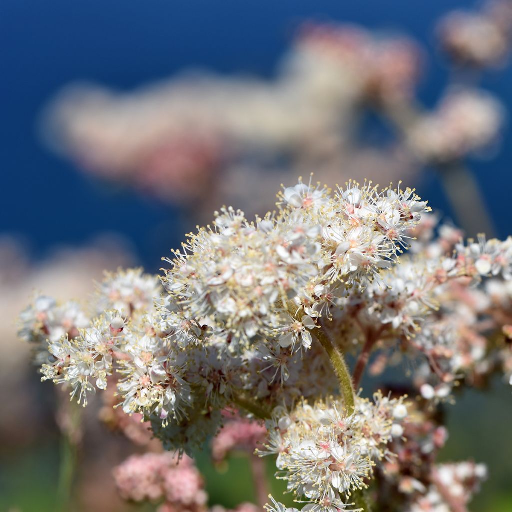 Filipendula camtschatica