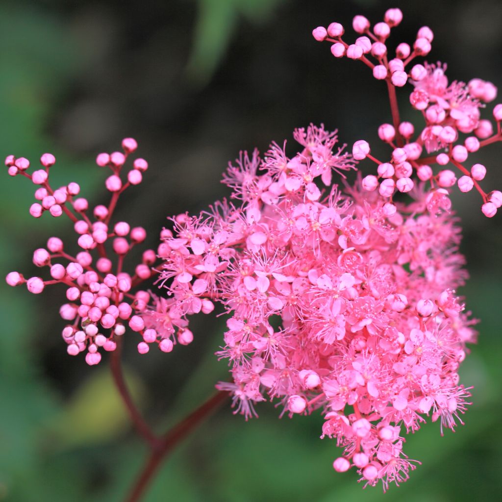 Filipendula multijuga, Reine des Près