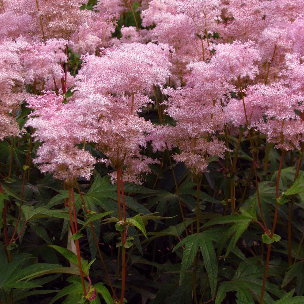 Filipendula palmata - Spirea palmata - Filipendule palmée