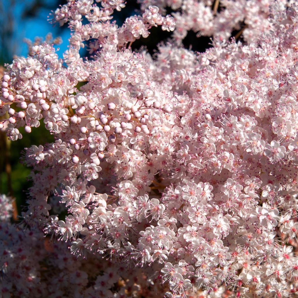 Filipendula palmata