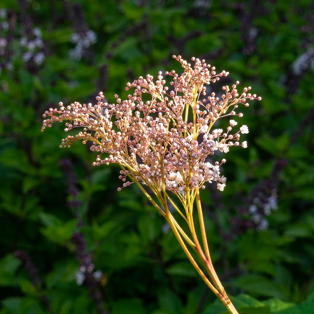 Filipendula palmata