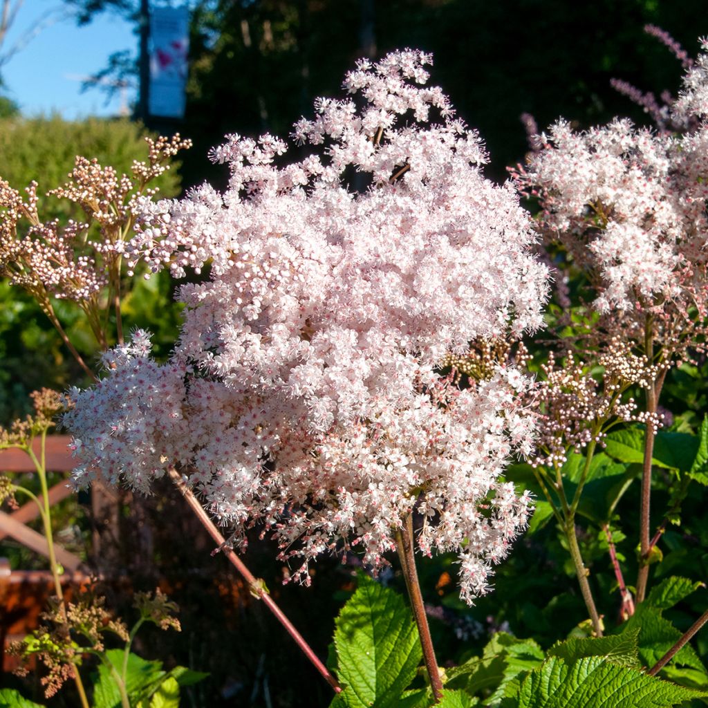 Filipendula palmata