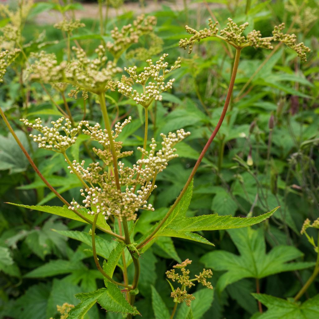 Filipendula purpurea Alba - Reine des Prés