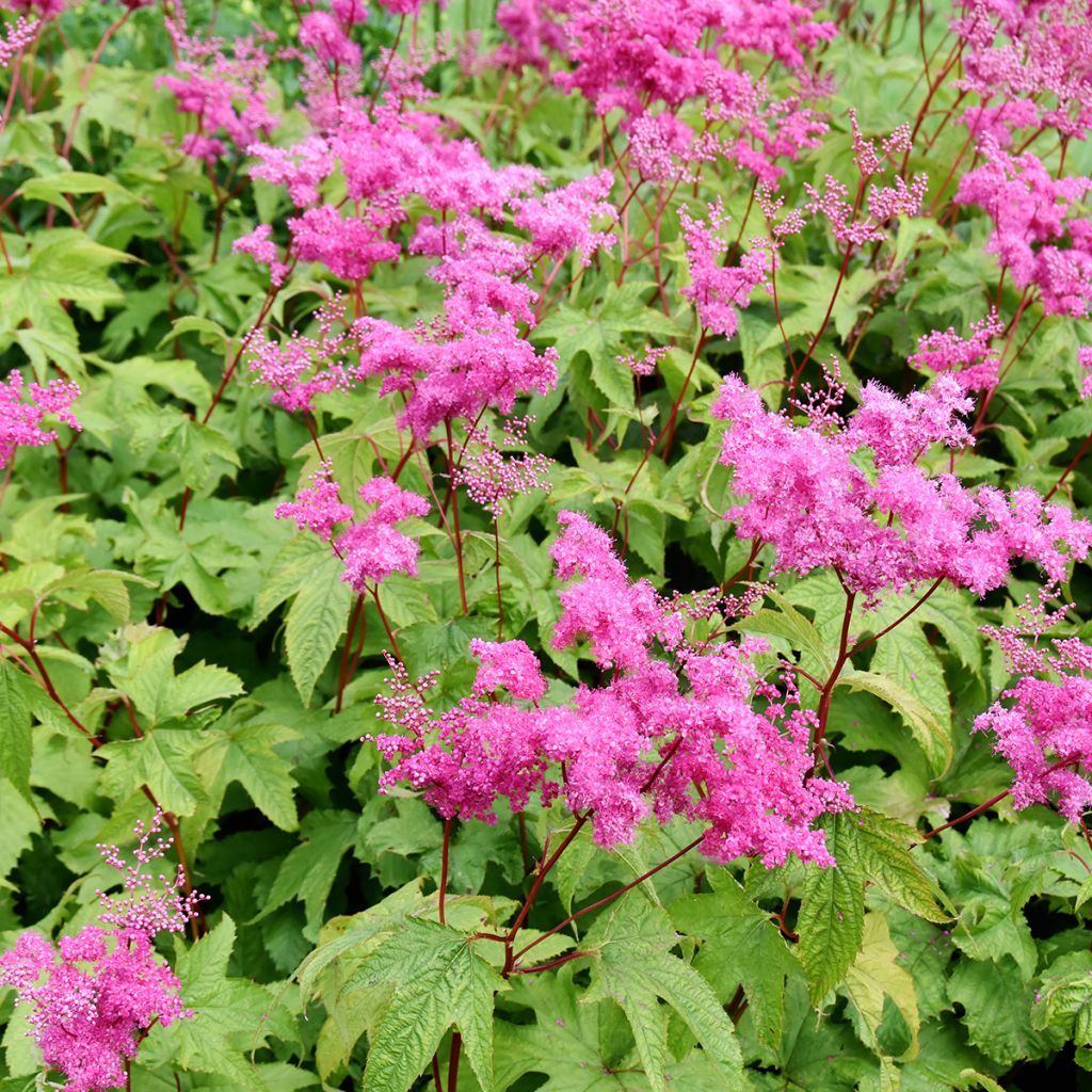 Filipendula purpurea - Purple Meadowsweet