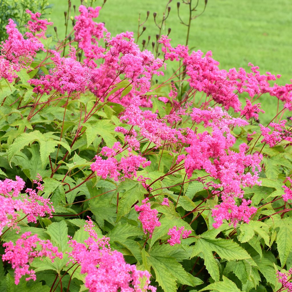 Filipendula purpurea - Purple Meadowsweet