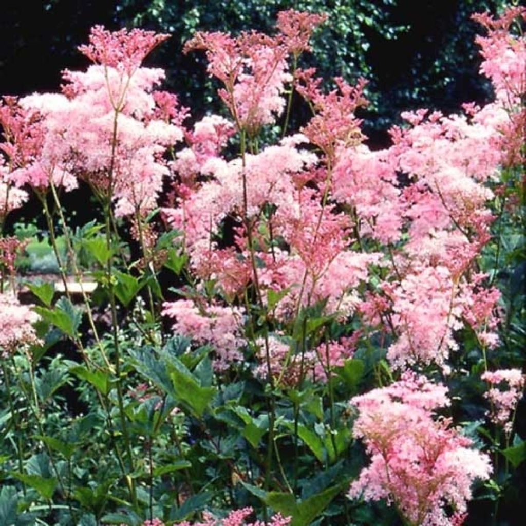 Filipendula rubra Venusta - Reine des Près