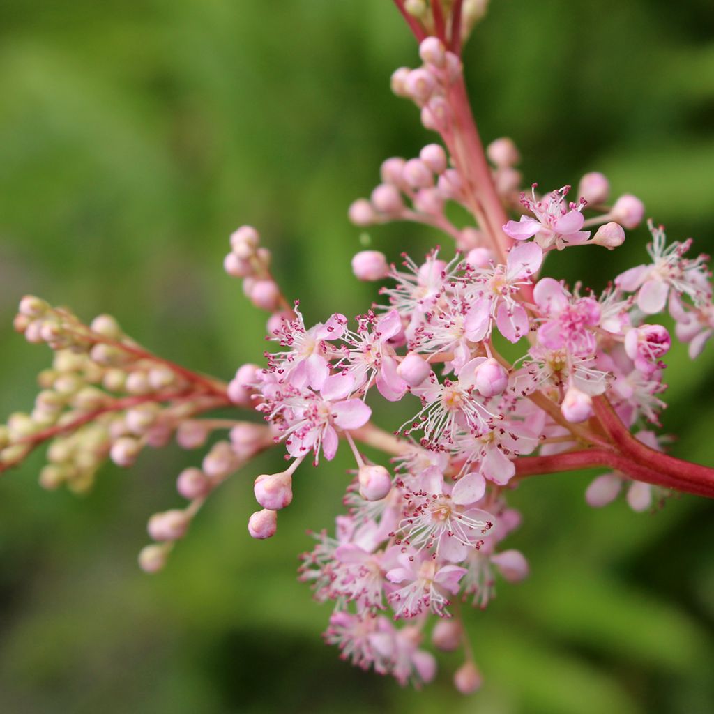 Filipendula rubra Venusta