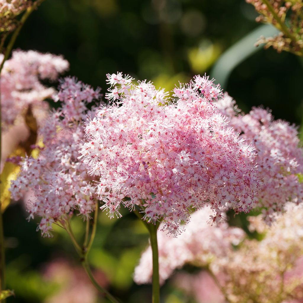 Filipendula rubra Venusta