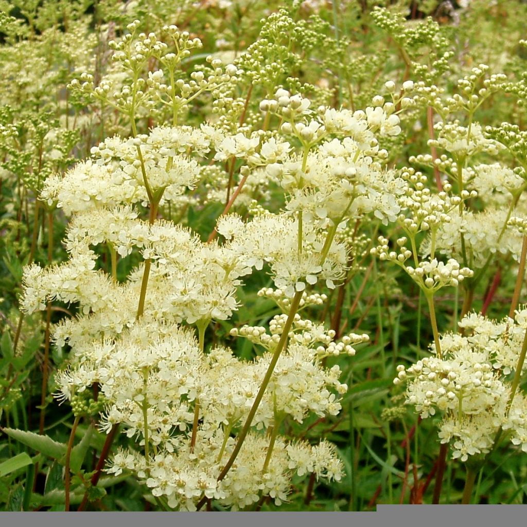 Filipendula ulmaria, Reine des Près