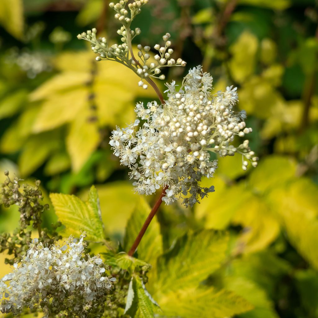 Filipendula ulmaria Aurea