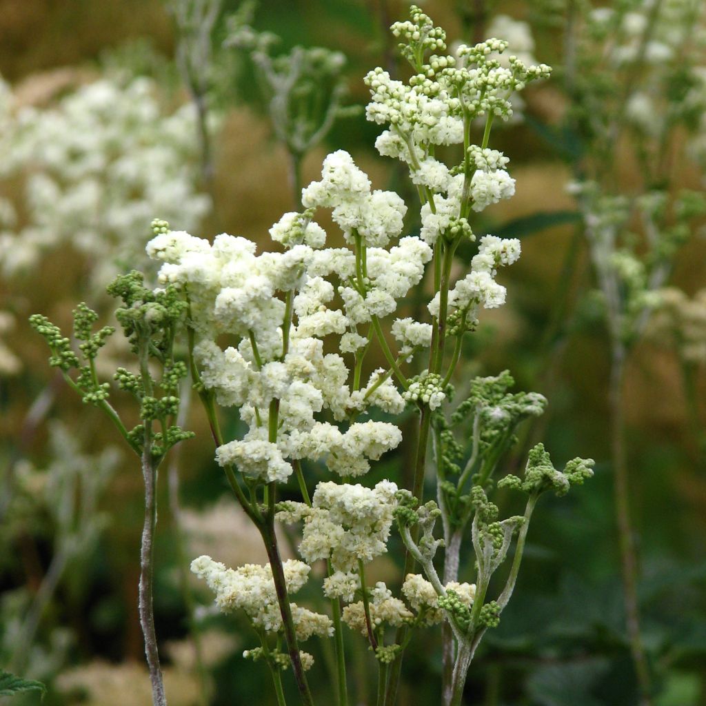 Filipendula ulmaria Plena - Reine des Prés à fleurs doubles