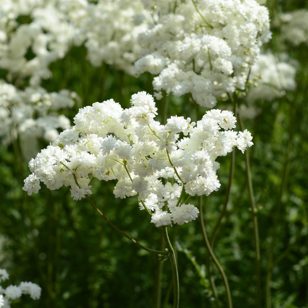 Filipendula ulmaria Plena