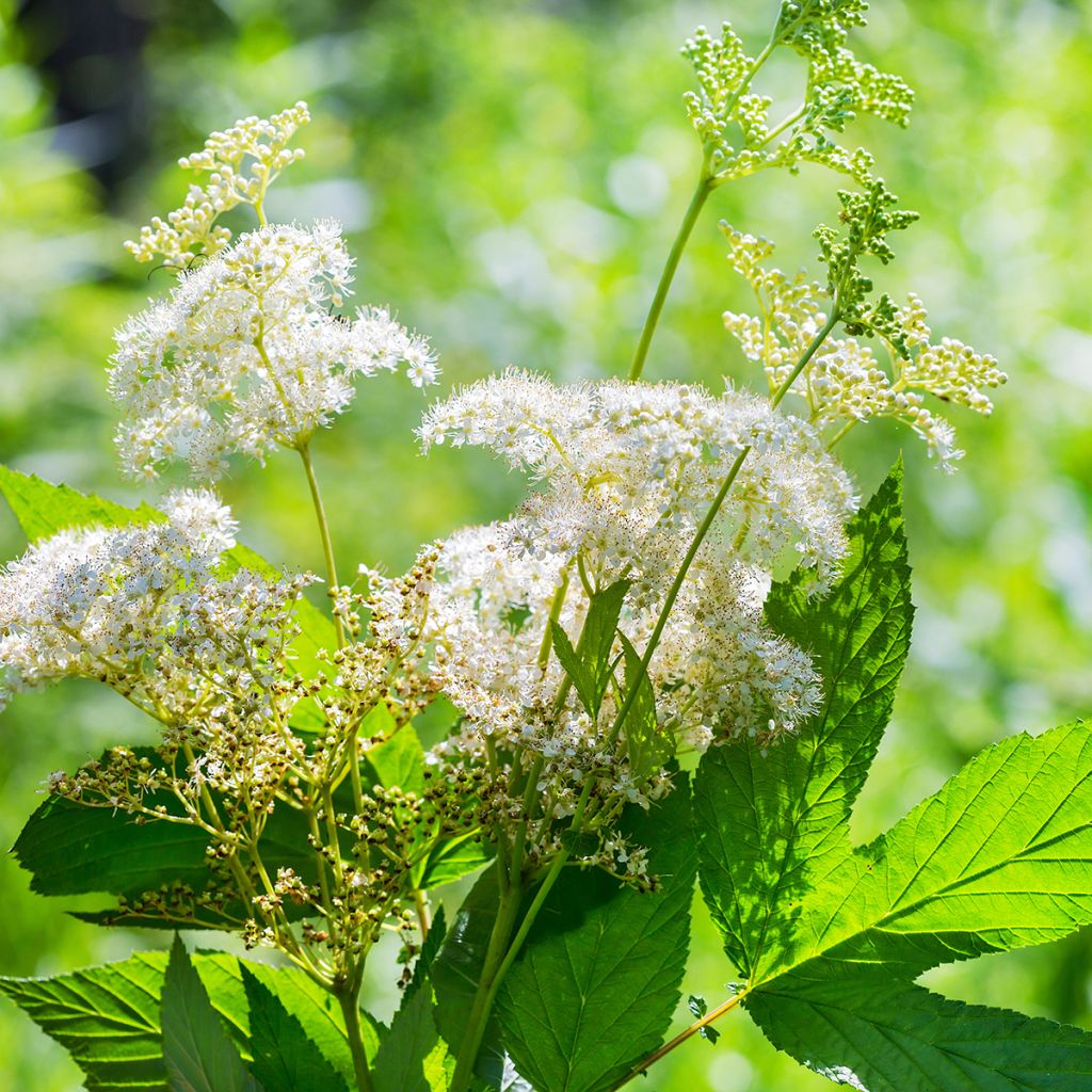 Filipendula ulmaria