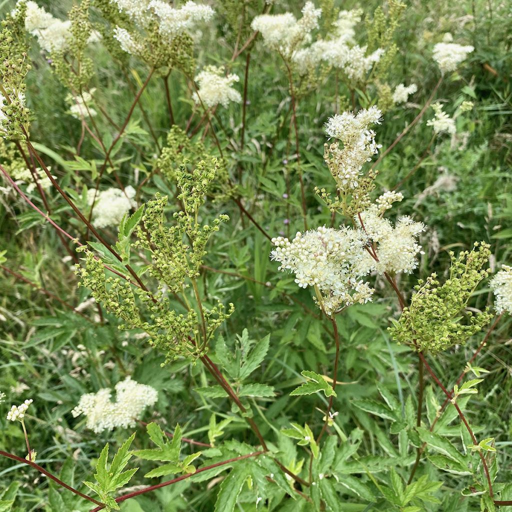 Filipendula ulmaria