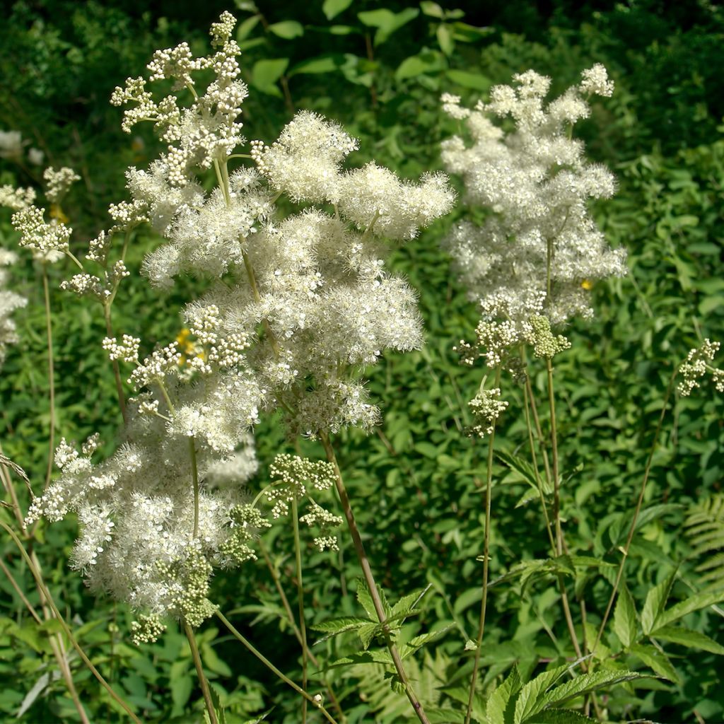 Filipendula ulmaria